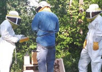 APIS – Treatment against parasitic disease in honey bees
