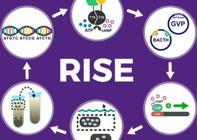The RISE System: Recombinant protein Interaction Screening and Enrichment System