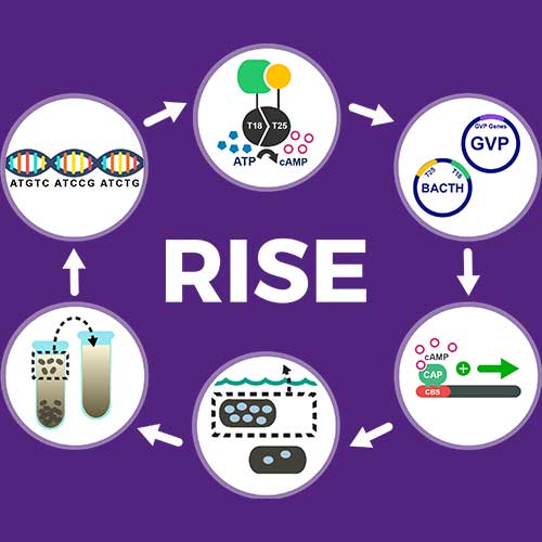 The RISE System: Recombinant protein Interaction Screening and Enrichment System